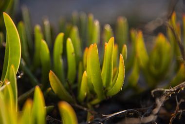 07 fynbos ql3h6856
