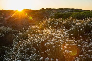01 fynbos ql3h6671
