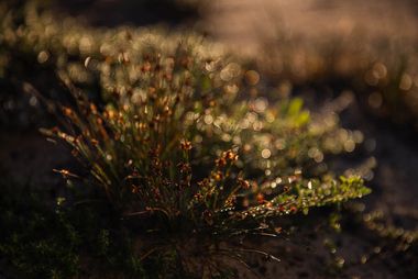 05 fynbos ql3h6765