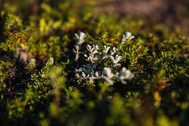 03 fynbos ql3h6866