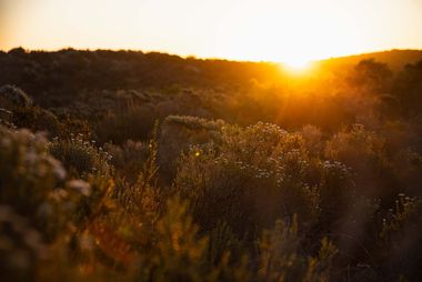 fynbos ql3h6621